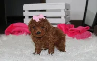 Sasha , a female Poodle - Miniature  for sale in Millersburg, OH – 9 of 9