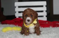 Mateo, a male Cavapoo for sale in Millersburg, OH – 6 of 6