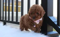McKenna , a female Poodle - Toy  for sale in Millersburg, OH – Photo 6 of 8