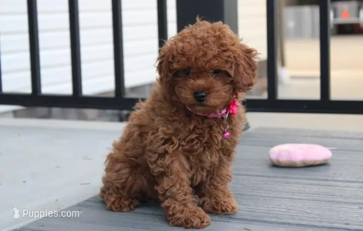 McKenna  – Poodle - Toy  puppy for sale in Millersburg, OH