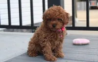 McKenna , a female Poodle - Toy  for sale in Millersburg, OH – Photo 1 of 5