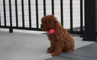 McKenna , a female Poodle - Toy  for sale in Millersburg, OH – Photo 2 of 5