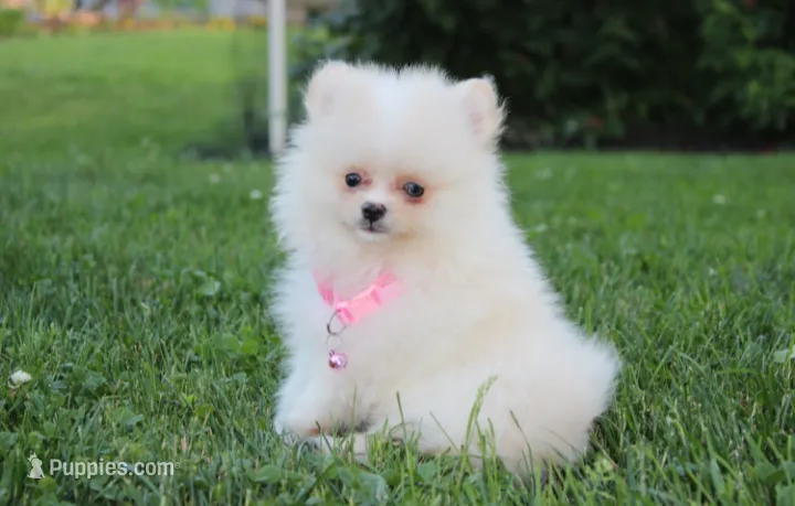 Remi – Pomeranian puppy for sale in Millersburg, OH
