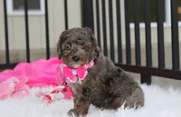 Brinley , a female Poodle - Miniature  for sale in Millersburg, OH – 7 of 7