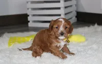 Freddy , a male Cavapoo for sale in Millersburg, OH – 5 of 8