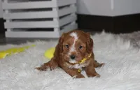 Freddy , a male Cavapoo for sale in Millersburg, OH – 8 of 8