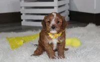 Freddy , a male Cavapoo for sale in Millersburg, OH – 1 of 8