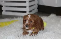 Freddy , a male Cavapoo for sale in Millersburg, OH – 3 of 8