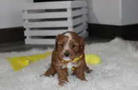 Freddy , a male Cavapoo for sale in Millersburg, OH – 7 of 8