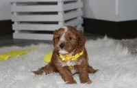 Freddy , a male Cavapoo for sale in Millersburg, OH – 6 of 8
