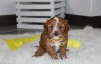 Freddy , a male Cavapoo for sale in Millersburg, OH – 4 of 8