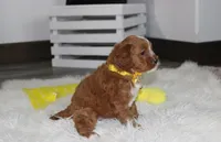 Freddy , a male Cavapoo for sale in Millersburg, OH – 2 of 8