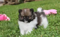 Juno, a female Pomeranian for sale in Millersburg, OH – 4 of 7