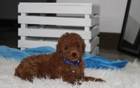 Simba, a male Poodle - Miniature  for sale in Millersburg, OH – 3 of 5