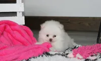 Reese, a female Pomeranian for sale in Millersburg, OH – 4 of 10