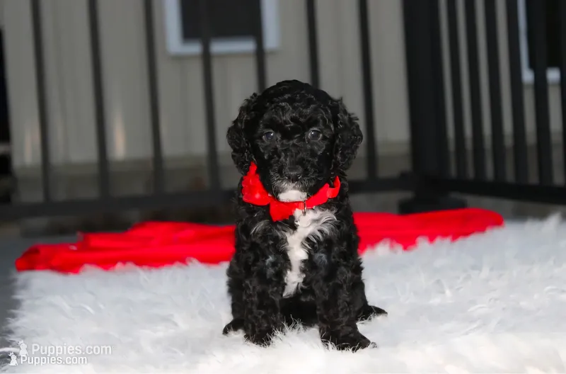 Bobby – Poodle - Miniature  puppy for sale in Millersburg, OH