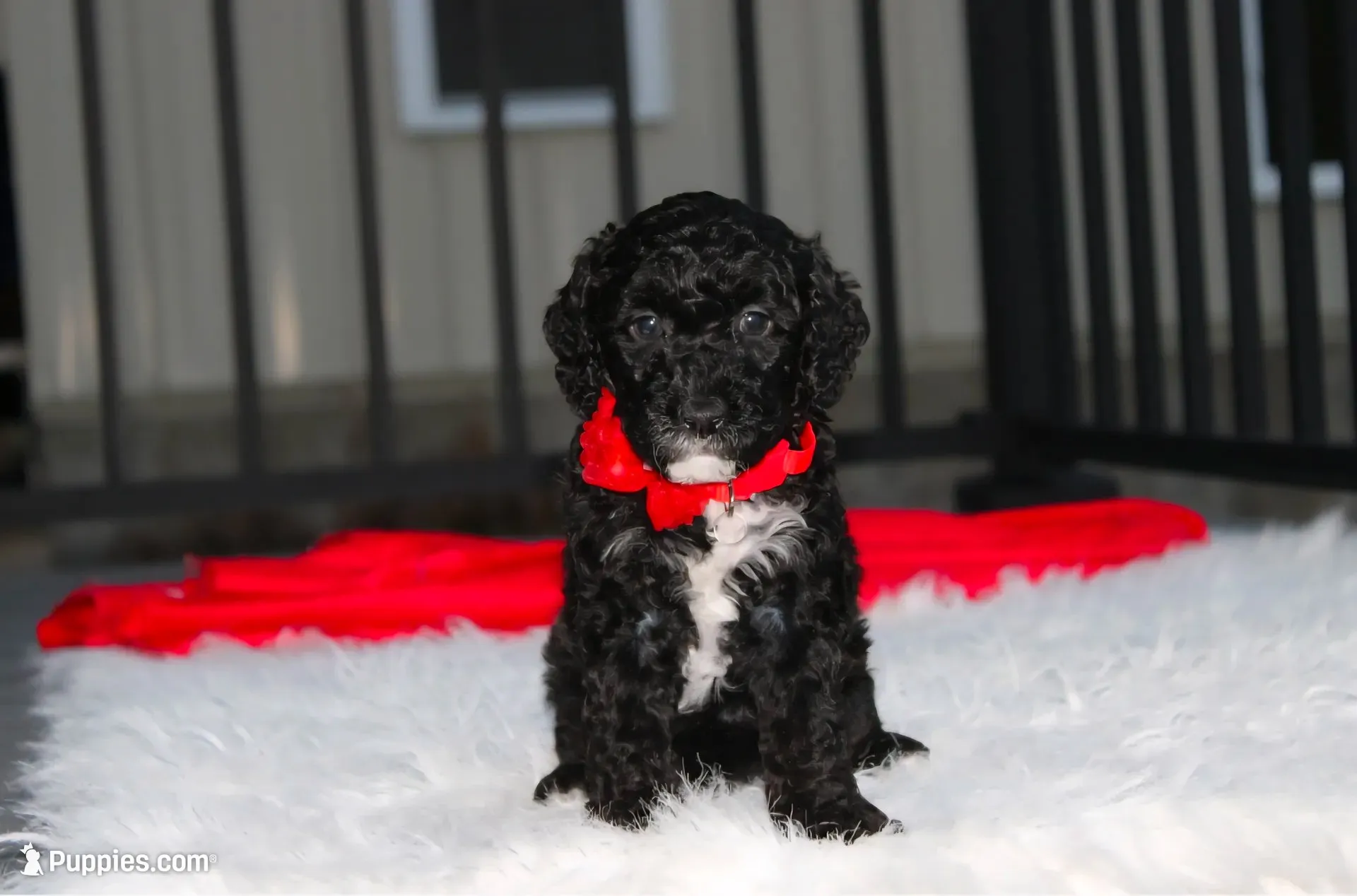 Bobby, a male Poodle - Miniature  for sale in Millersburg, OH – 1 of 9