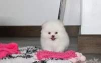 Reese, a female Pomeranian for sale in Millersburg, OH – 8 of 10