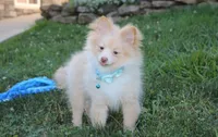 Teddy , a male Pomeranian for sale in Millersburg, OH – 5 of 9