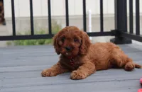 Max, a male Cavapoo for sale in Millersburg, OH – 3 of 9