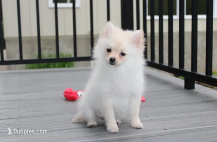 Cooper  – Pomeranian puppy for sale in Millersburg, OH