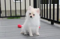 Cooper , a female Pomeranian for sale in Millersburg, OH – 1 of 5