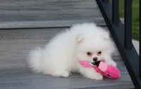 Reese, a female Pomeranian for sale in Millersburg, OH – 4 of 10