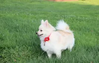 Cooper , a male Pomeranian for sale in Millersburg, OH – 2 of 10