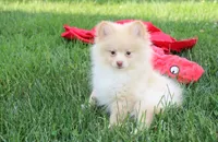 Teddy , a male Pomeranian for sale in Millersburg, OH – 4 of 9