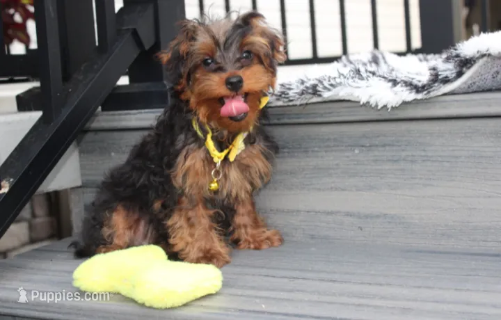 Enzo – Yorkipoo puppy for sale in Millersburg, OH
