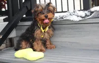 Enzo, a male Yorkipoo for sale in Millersburg, OH – 1 of 8