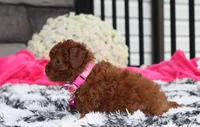 Sugar, a female Bichpoo for sale in Millersburg, OH – 7 of 8