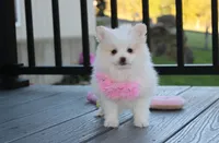 Marshmallow , a female Pomeranian for sale in Millersburg, OH – 9 of 9