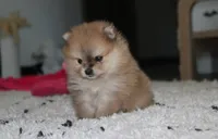 Honey, a female Pomeranian for sale in Millersburg, OH – 9 of 10