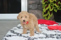 Kelby, a male Bichpoo for sale in Millersburg, OH – 3 of 10