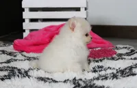 Remi, a female Pomeranian for sale in Millersburg, OH – 4 of 9