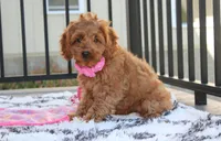 Lyra, a female Cockapoo for sale in Millersburg, OH – 1 of 10