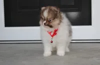 Bentley , a male Pomeranian for sale in Millersburg, OH – 8 of 10