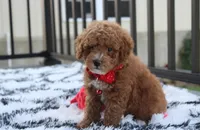 Kirian, a male Bichpoo for sale in Millersburg, OH – 3 of 9