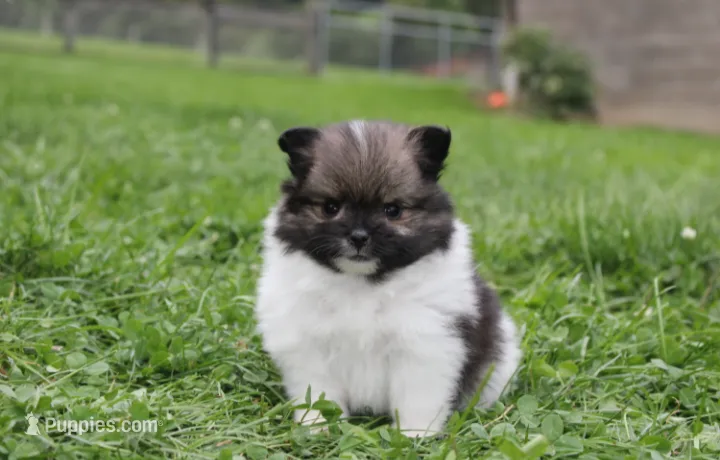 Juno – Pomeranian puppy for sale in Millersburg, OH