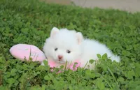 Heather , a female Pomeranian for sale in Millersburg, OH – 8 of 9