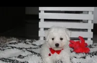 Kayson , a male Bichon Frise for sale in Millersburg, OH – 4 of 10
