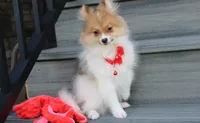 Theo, a male Pomeranian for sale in Millersburg, OH – 3 of 8