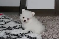 Bianca , a female Pomeranian for sale in Millersburg, OH – 4 of 9