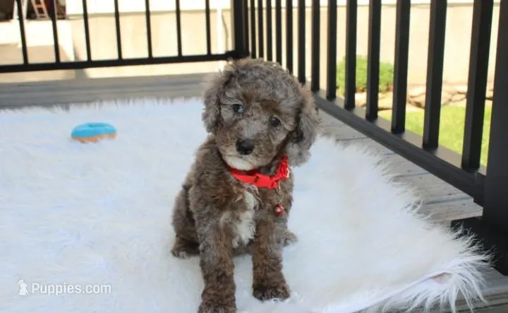 Archie  – Poodle - Miniature  puppy for sale in Millersburg, OH