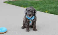 Archie , a male Poodle - Miniature  for sale in Millersburg, OH – Photo 1 of 5