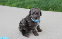 Archie , a male Poodle - Miniature  for sale in Millersburg, OH – Photo 5 of 5