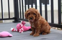 Lily, a female Cockapoo for sale in Millersburg, OH – 2 of 6