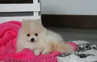 Raine, a female Pomeranian for sale in Millersburg, OH – 10 of 10