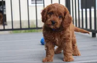 Major , a male Cavapoo for sale in Millersburg, OH – 9 of 9